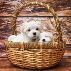 maltese-dog-in-basket
